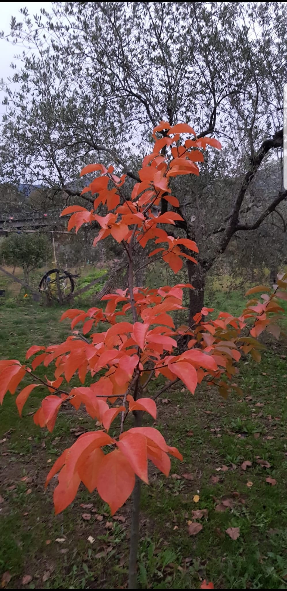 la luce che cercavi