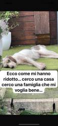 Non maltrattate gli animali